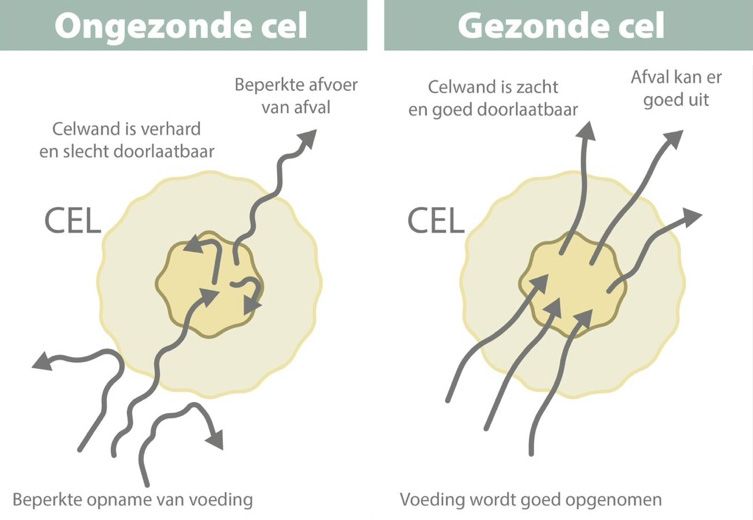 Celgezondheid-5989212f.jpg